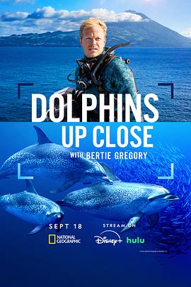 摄影师贝尔蒂与海豚零距离